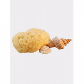 Hydrea London Fina Silk Sea Sponge For Cosmetic or Baby Use Mere käsn