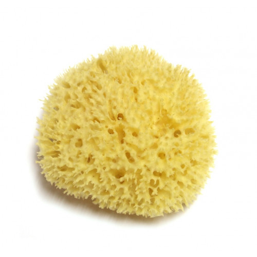 Hydrea London Honeycomb Sea Sponge Looduslik merekäsn ~13 cm
